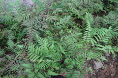 Diplazium esculentum